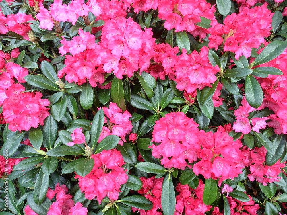 Rhododendron