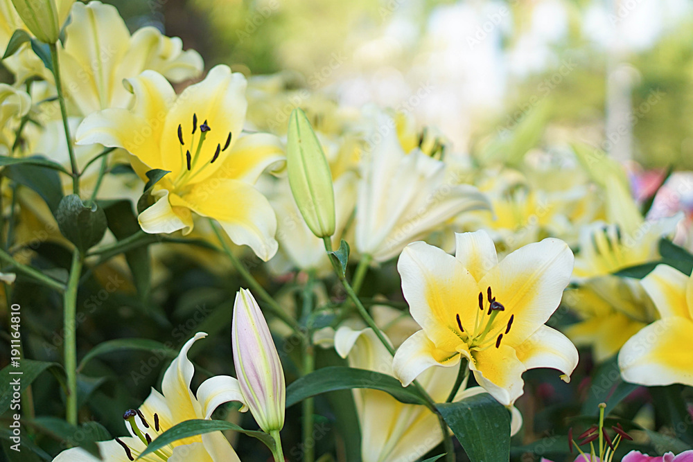 Lily flower in the garden. Shallow depth of field. Lily flower in the garden. Shallow depth of field.