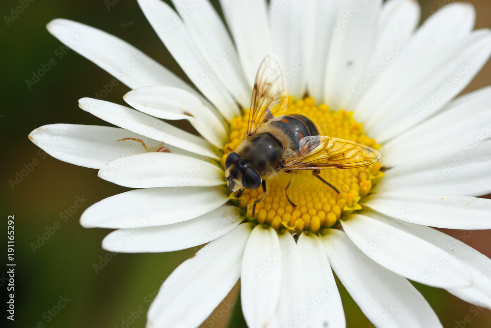 Obraz premium Closeup of a fly on a daisy like flower in Madeira