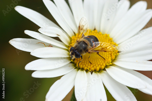 Closeup of a fly on a daisy like flower in Madeira