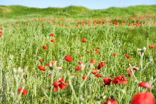 Red flowers poppies on field with green grass