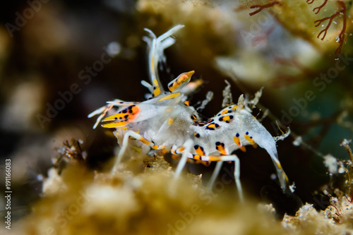 Phyllognathia ceratophthalma, Tiger shrimp © Jack