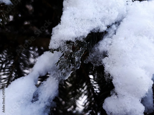 macro snow and icicles on the branches of coniferous tree, spruce, pine © daily_creativity