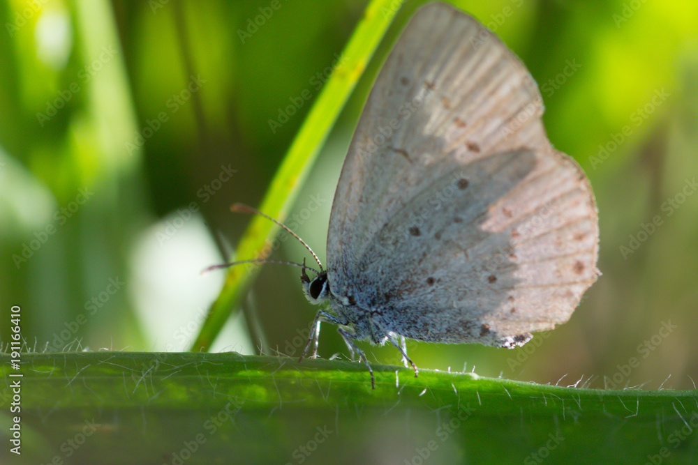 Fototapeta premium Blue butterfly on green twig