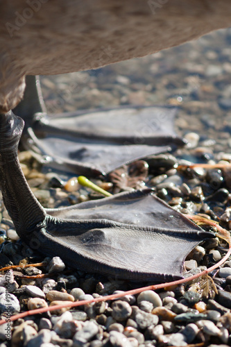 Closeup of a swan's feet on pebbles