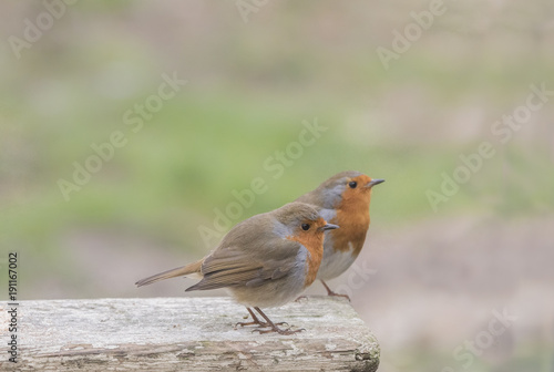 courting robins