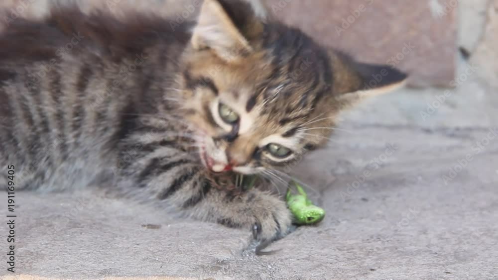 Little kitty eating a green lizard. A grey kitten avidly eats lizard Little kitty eating a green lizard. A grey kitten avidly eats lizard