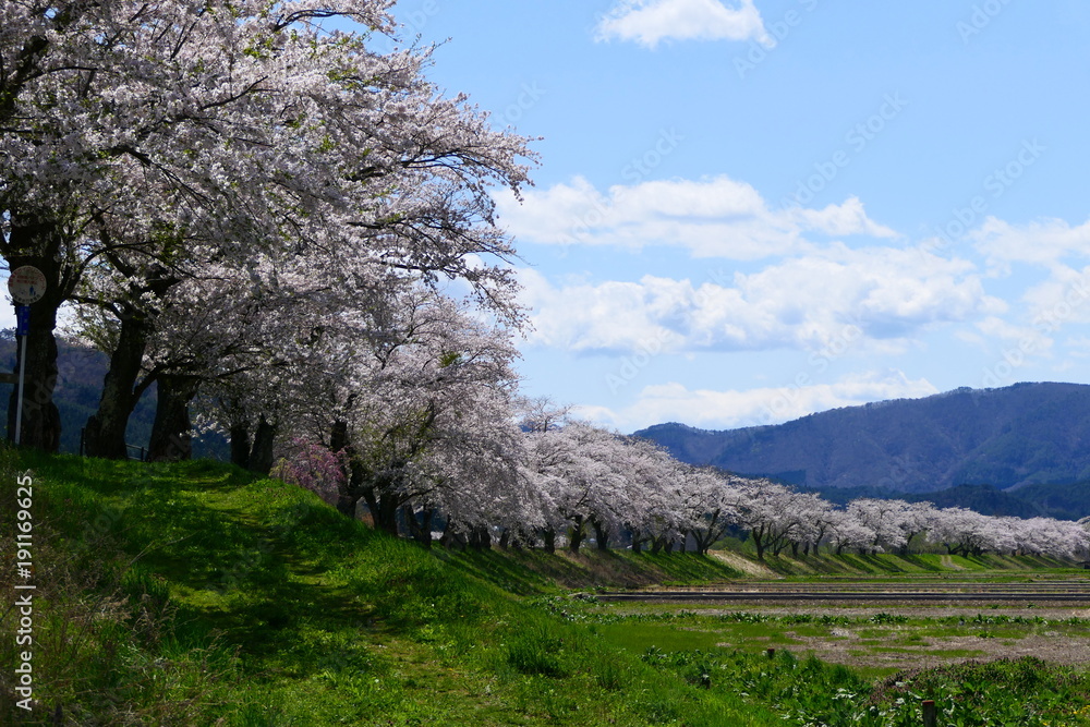 遠野　岩手　日本。猿ヶ石川原。　桜。５月初旬