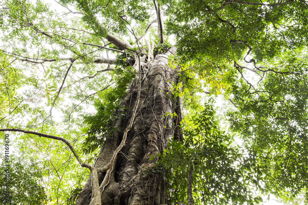 Fototapeta premium Beautiful nature big green tree background in the tropical forest with sunlight morning.