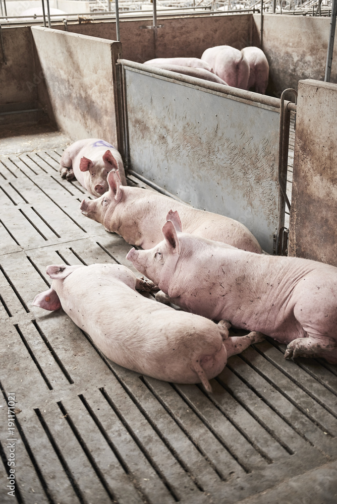 Young pigs in a stable Young pigs in a stable