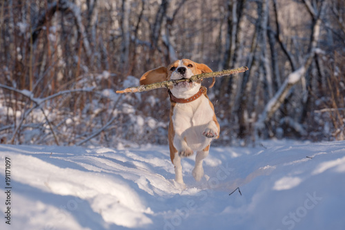 Beagle running around and playing with the winter forest