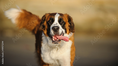 Saint Bernard dog running with tongue hanging out of mouth