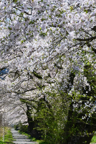 Wallpaper Mural ふるさとの桜並木。遠野　岩手　日本。５月初旬。 Torontodigital.ca