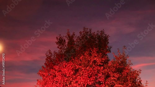 isolated tree at dusk in Pyrenees, France
