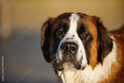 Saint Bernard dog outdoor portrait photo
