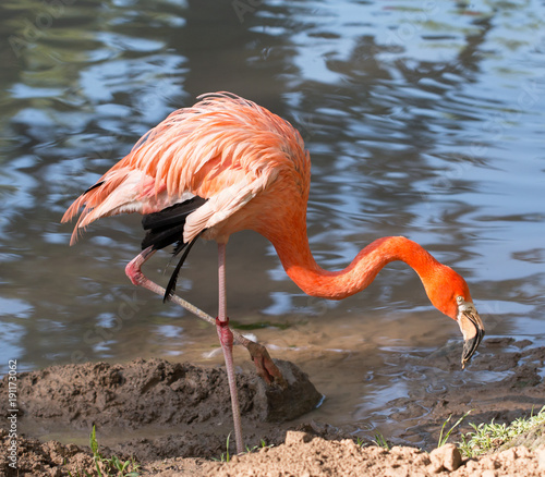 flamingo bird in the water