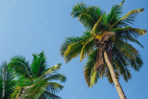 Palm trees against blue sky  Palm trees at tropical coast  vintage toned and stylized  coconut tree summer tree  retro