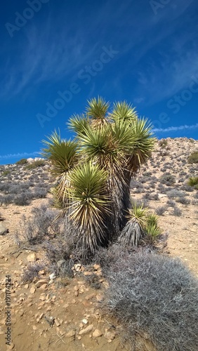 Blue  blue sky and green plant in Mojave desert