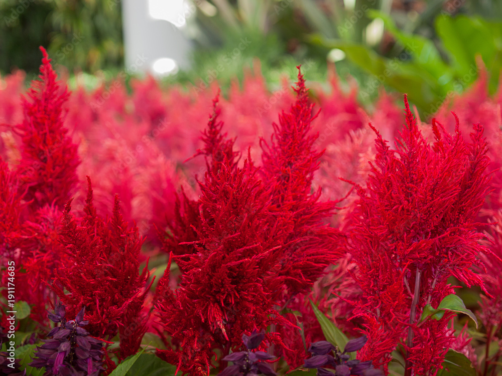 Red celosia spicata flowers.