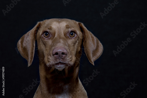 Portrait eines Magyar Vizsla