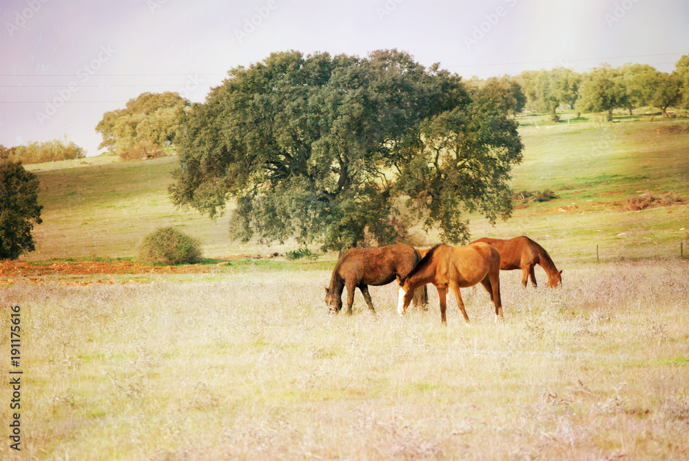 Obraz premium cavalos