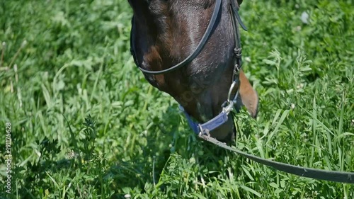 Black horse eating grass slow mition photo