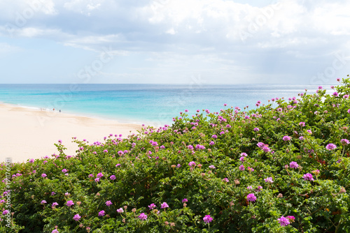 purple blossom on bushes with people walking on wide beach with turquoise ocean in distant background on sunny day