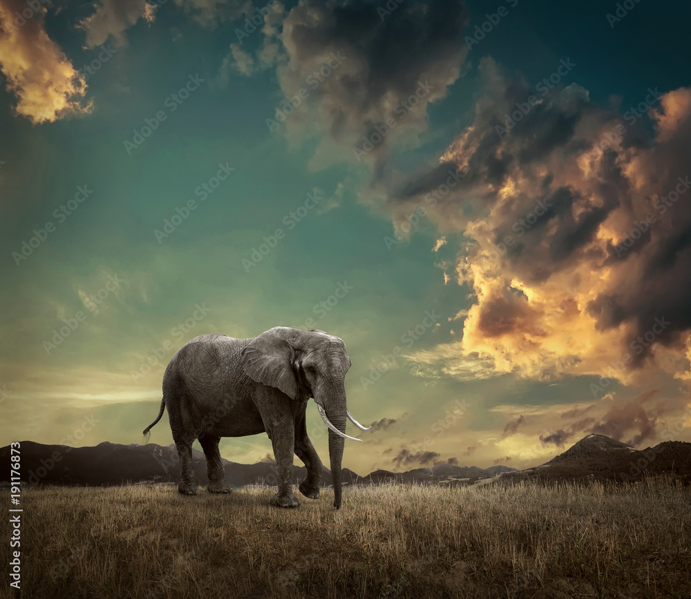 Fototapeta premium Elephant with trunks and big ears outdoor under sunlight.