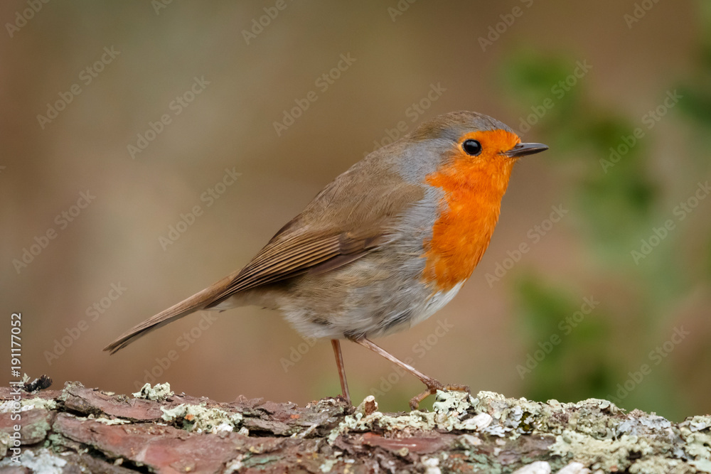 Pretty bird With a nice orange red plumage Pretty bird With a nice orange red plumage