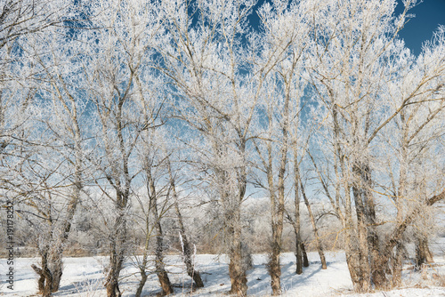 winter forest, beautiful wild landscape with snow and blue sky, nature concept
