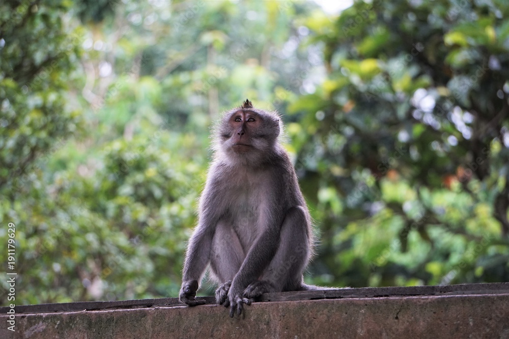 Monkey in a portrait sitting on a wall in front of green woods