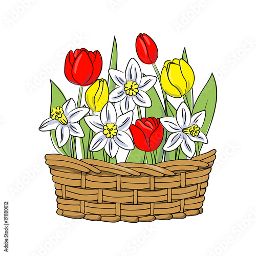 Fototapeta Naklejka Na Ścianę i Meble -  vector color red yellow tulip white daffodil narcissus flower in basket 