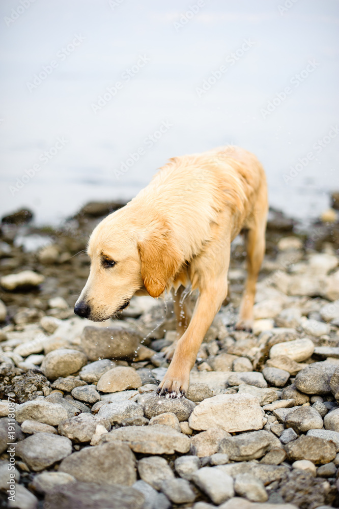 portrait of golden retriever in nature outdoor portrait of golden retriever in nature outdoor