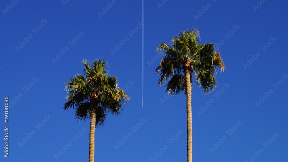 Obraz premium Palmen