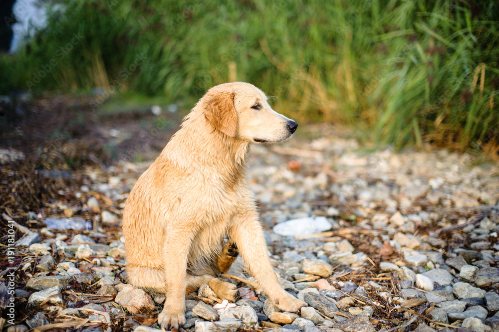 portrait of golden retriever in nature outdoor portrait of golden retriever in nature outdoor