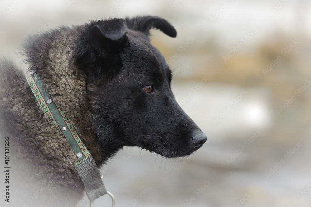 Portrait dark dog on white snow background Portrait dark dog on white snow background