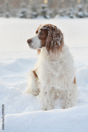 Fototapeta Naklejka Na Ścianę i Meble -  Portrait dog against white snow background