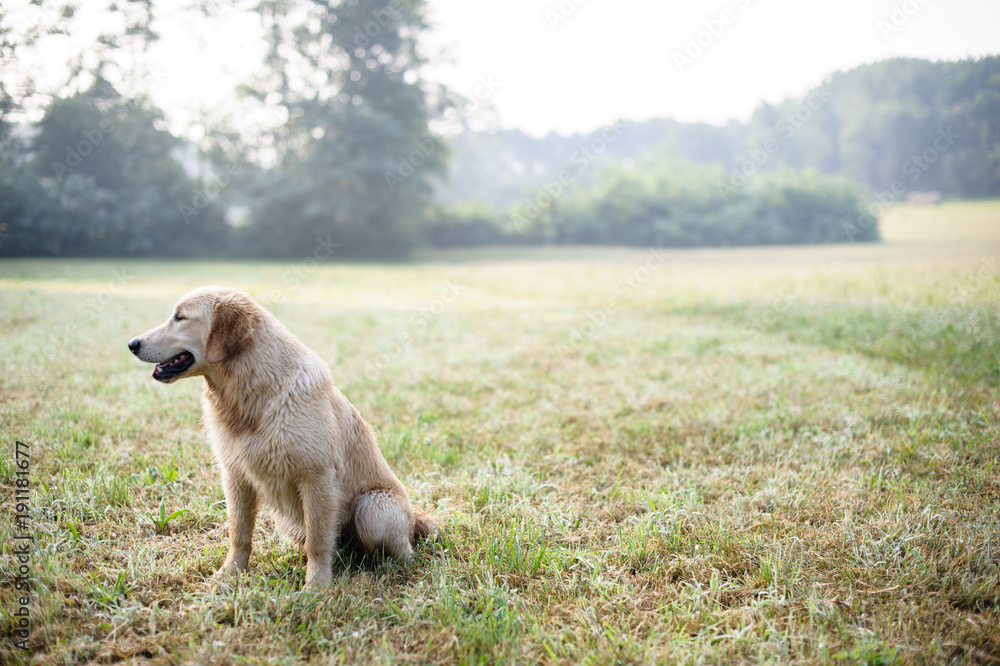 portrait of golden retriever in nature outdoor