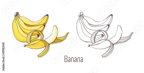 Colored and outline monochrome drawings of unpeeled and half peeled banana