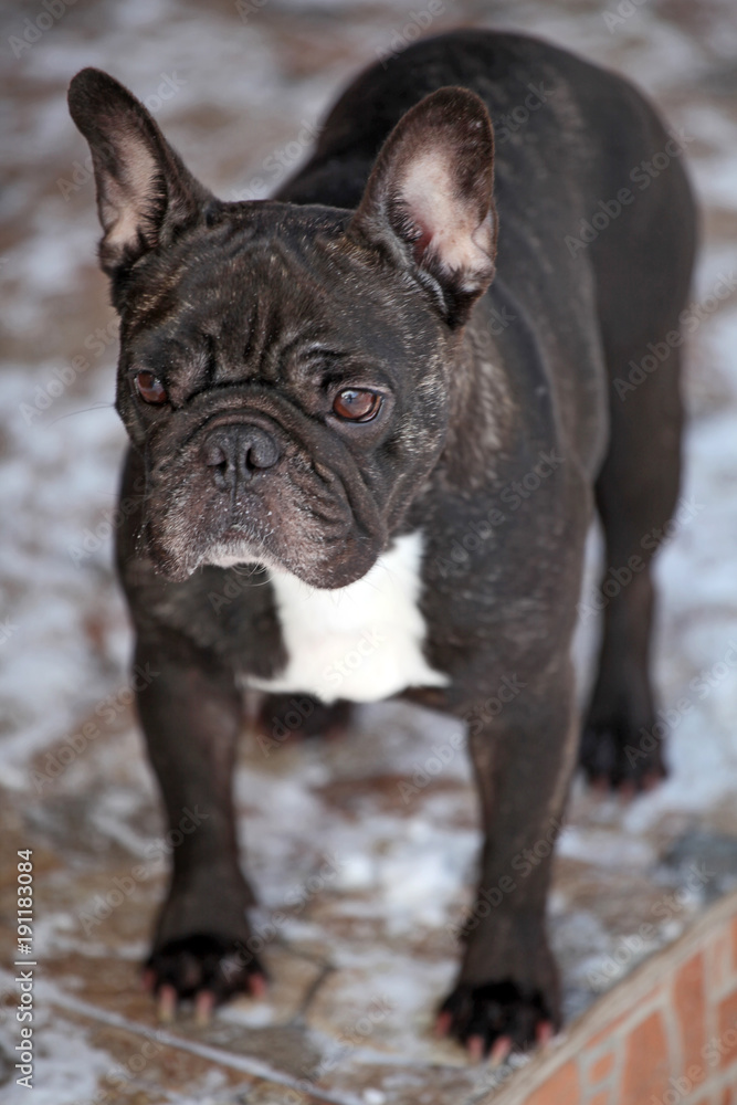French Bulldog Winter Snow