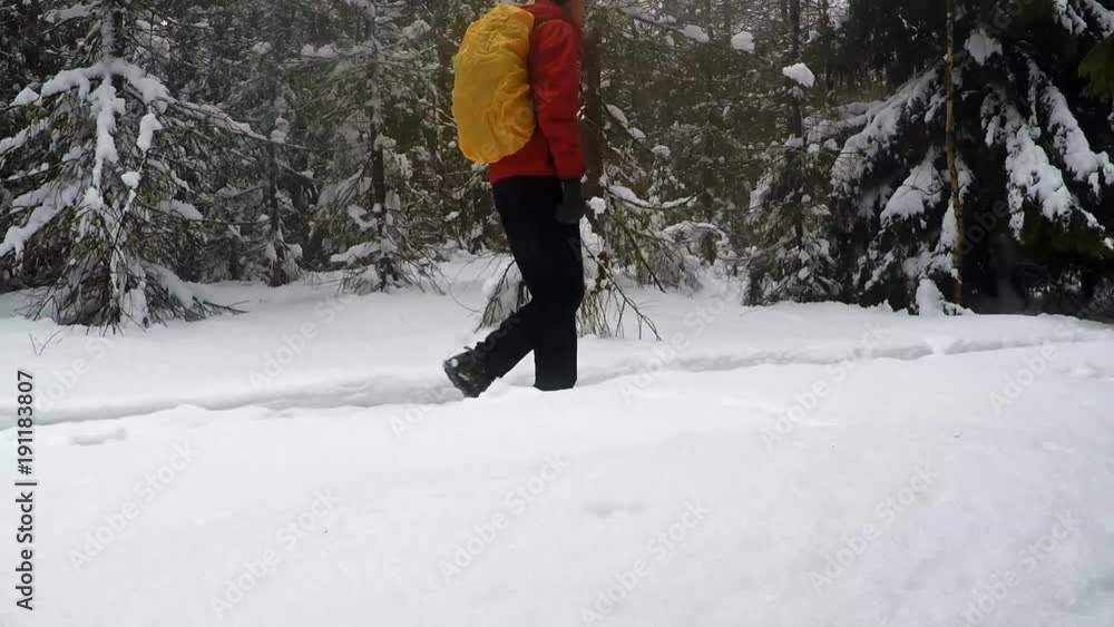 Man walking in deep winter forest using Nordic Walking Sticks wearing outdoors clothing Caucasian male Man walking in deep winter forest using Nordic Walking Sticks wearing outdoors clothing Caucasian male