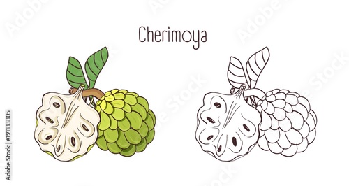 Elegant colored and monochrome contour drawings of cherimoya or custard apple
