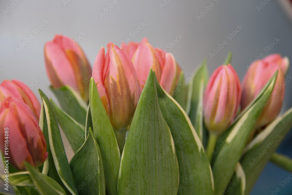 Beautiful bouquet of pink tulips Beautiful bouquet of pink tulips