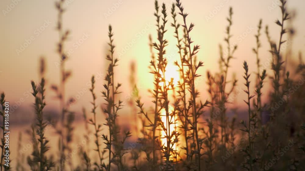 Nature scene. View to the sunset reflecting in water through the green grass. Quiet evening Nature scene. View to the sunset reflecting in water through the green grass. Quiet evening