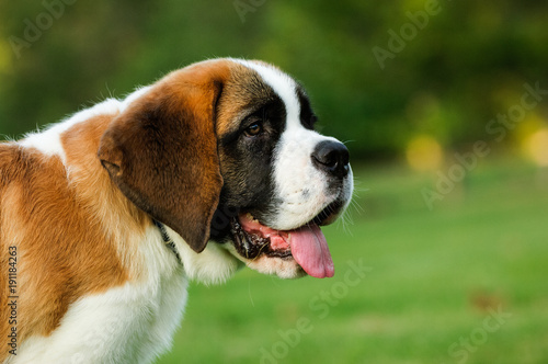 Foto Saint Bernard puppy dog outdoor portrait in park
