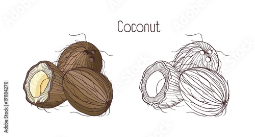 Monochrome contour and colorful drawings of coconut. Whole and split in cross...
