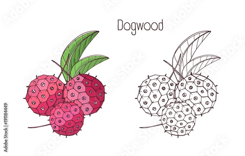 Monochrome outline and colored drawings of exotic dogwood berry