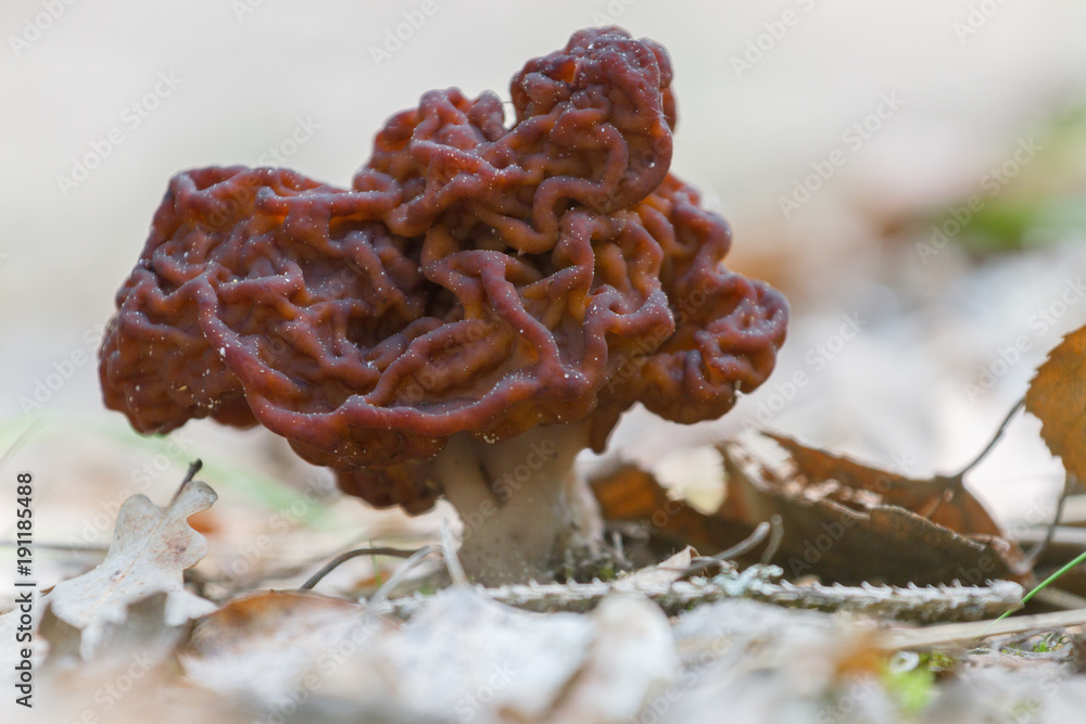 A poisonous Gyromitra Esculenta mushroom in spring on light background A poisonous Gyromitra Esculenta mushroom in spring on light background