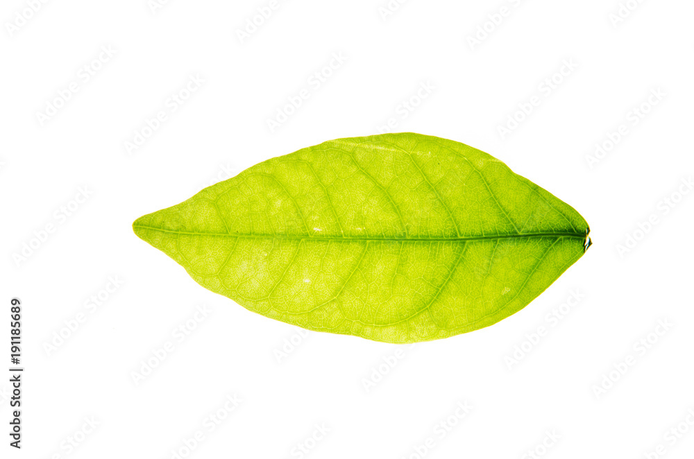 Obraz premium Leaves isolated on white background