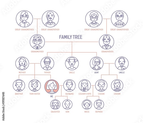 Family tree, pedigree or ancestry chart template with men's and women's portraits in round frames. Representation of links between relatives and their ancestors. Vector illustration in line art style.